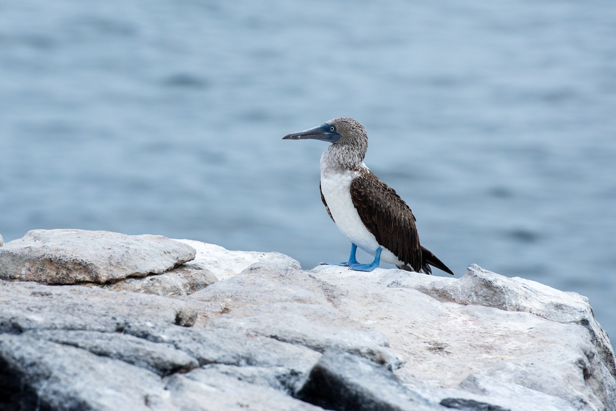 Blue-footed Booby - ML610706176