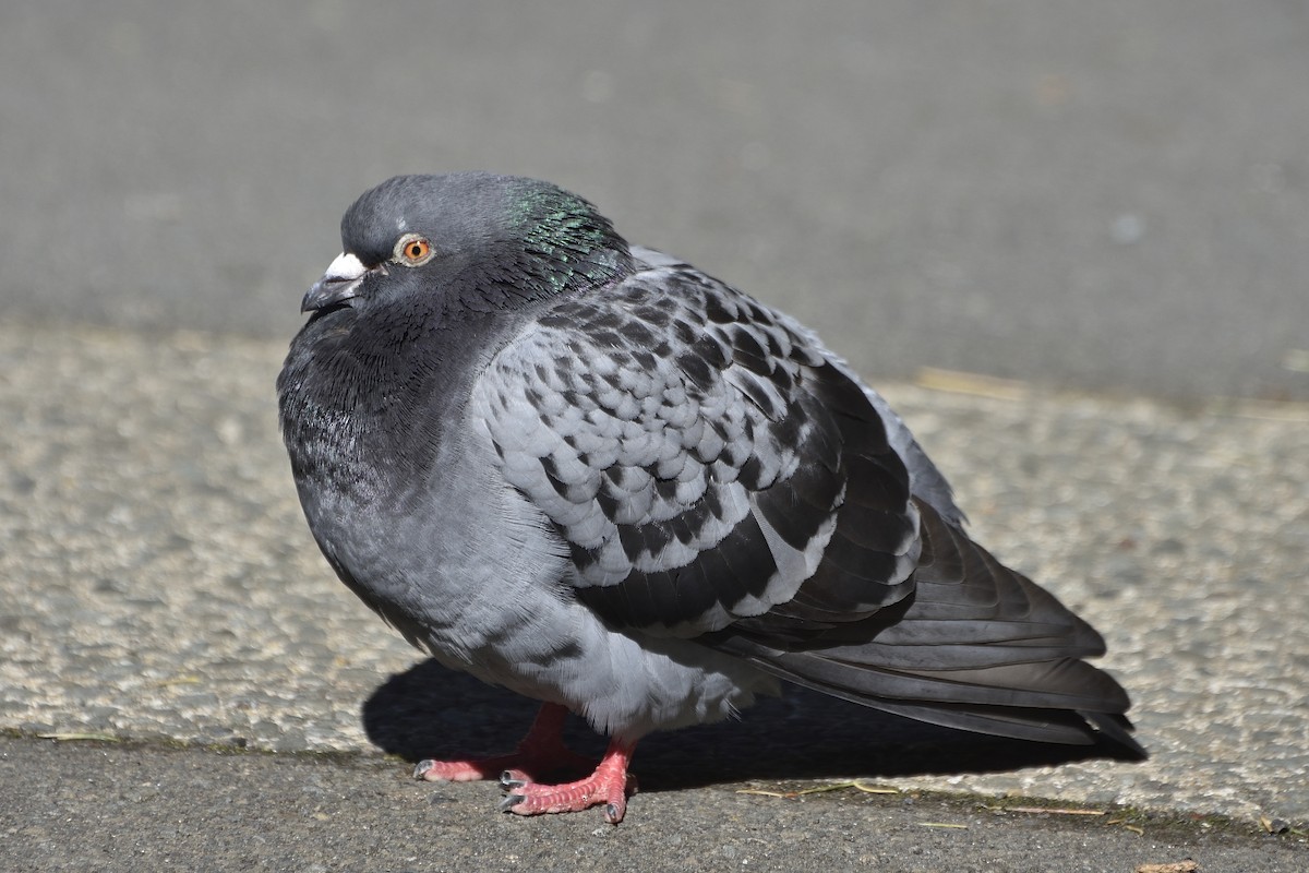 Rock Pigeon (Feral Pigeon) - ML610706239