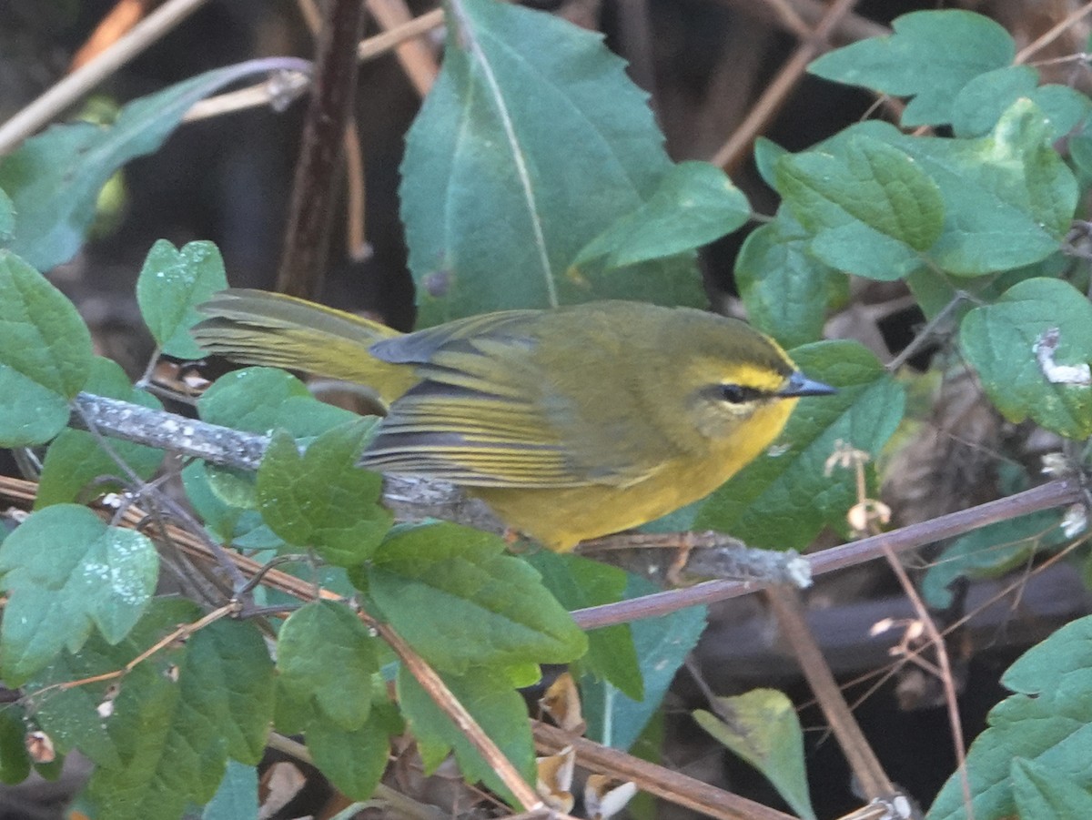 Pale-legged Warbler - Barry Reed