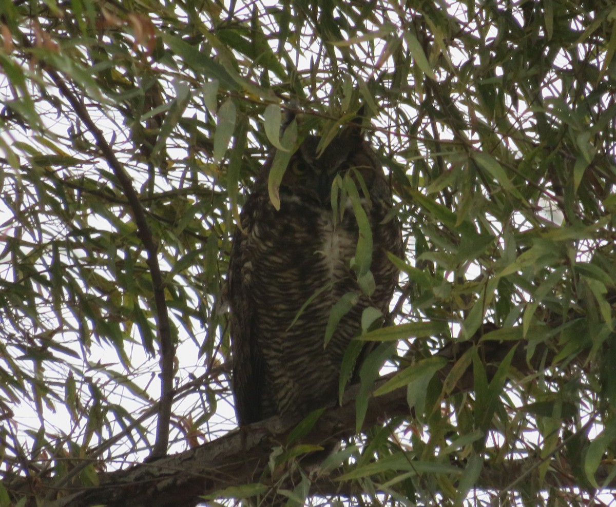 Great Horned Owl - ML610706394