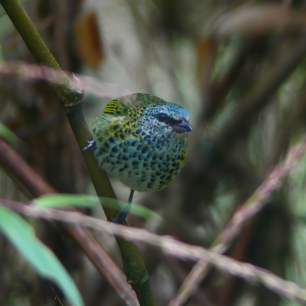 Spotted Tanager - ML610706512