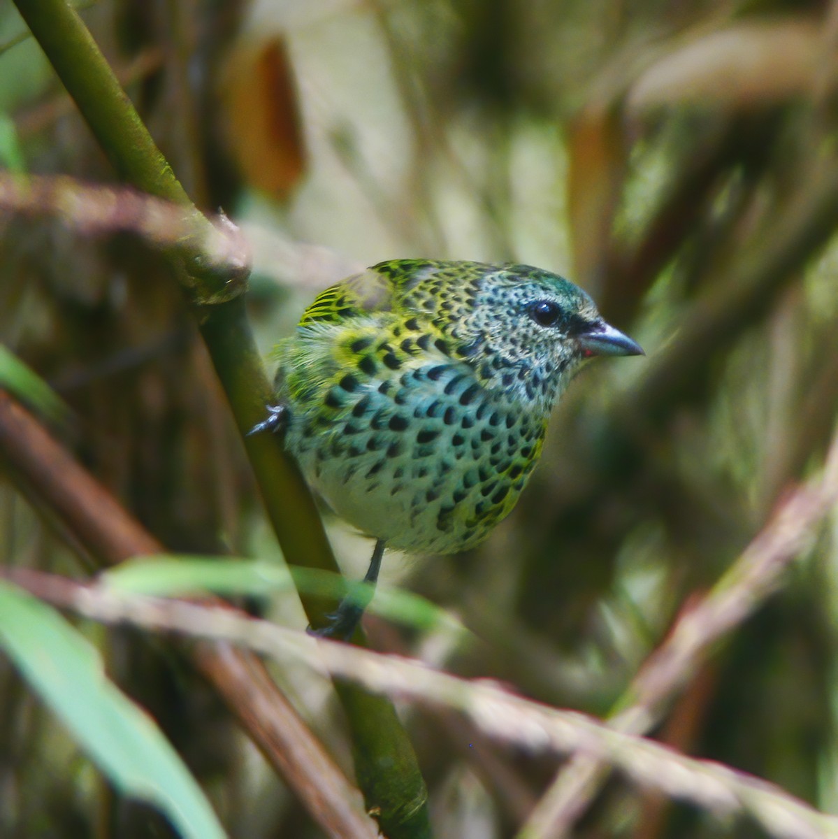 Spotted Tanager - ML610706513