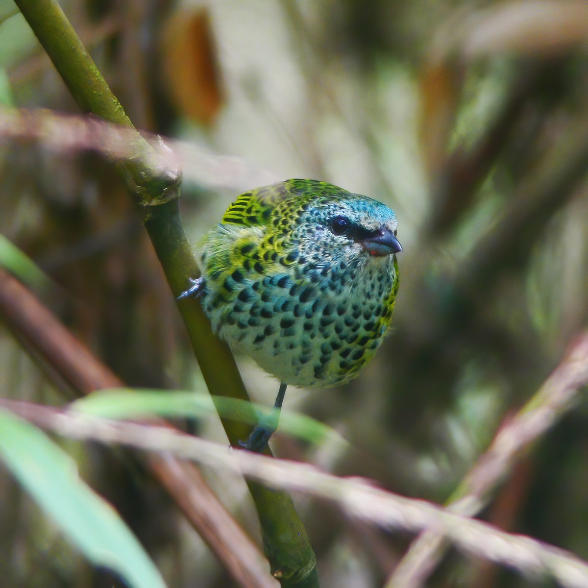 Spotted Tanager - ML610706514
