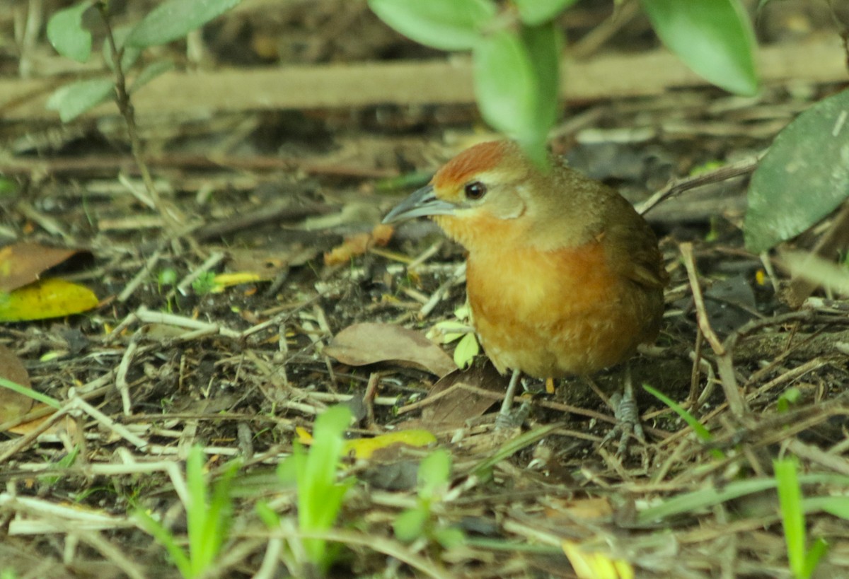 Orange-breasted Thornbird - Cláudio Jorge De Castro Filho