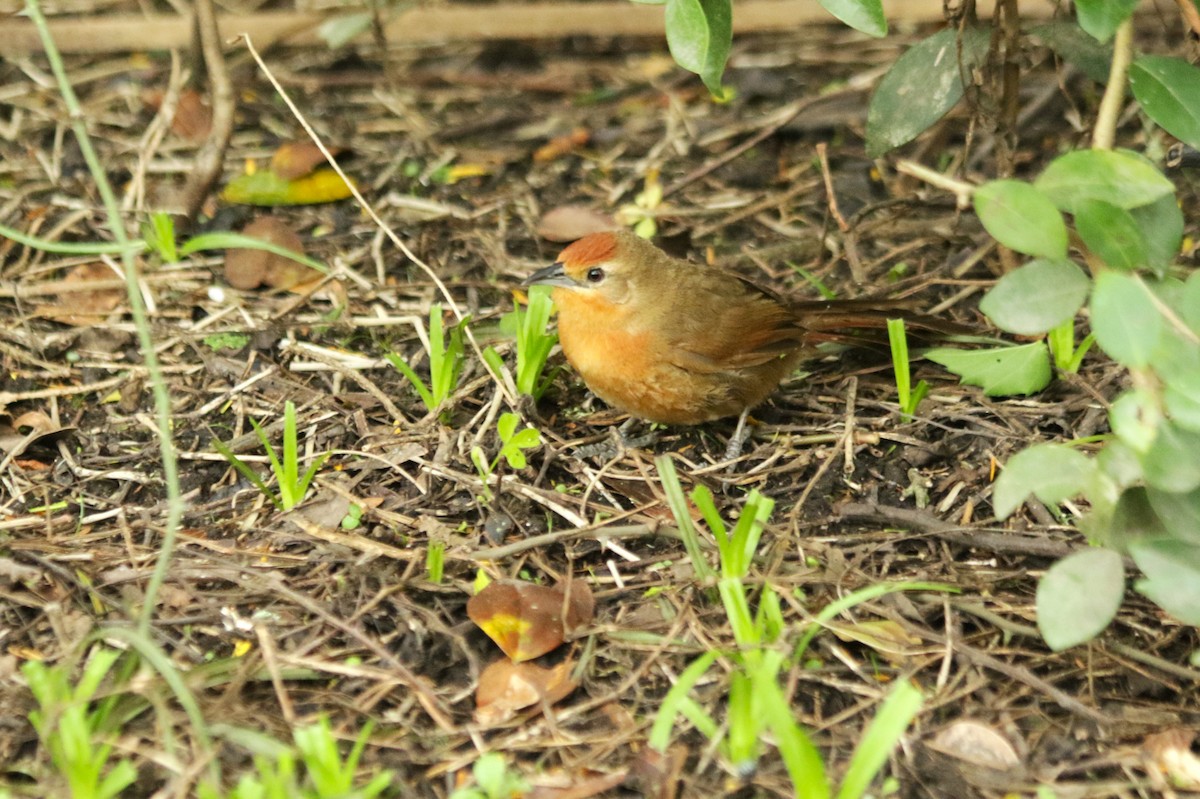 Orange-breasted Thornbird - ML610706913