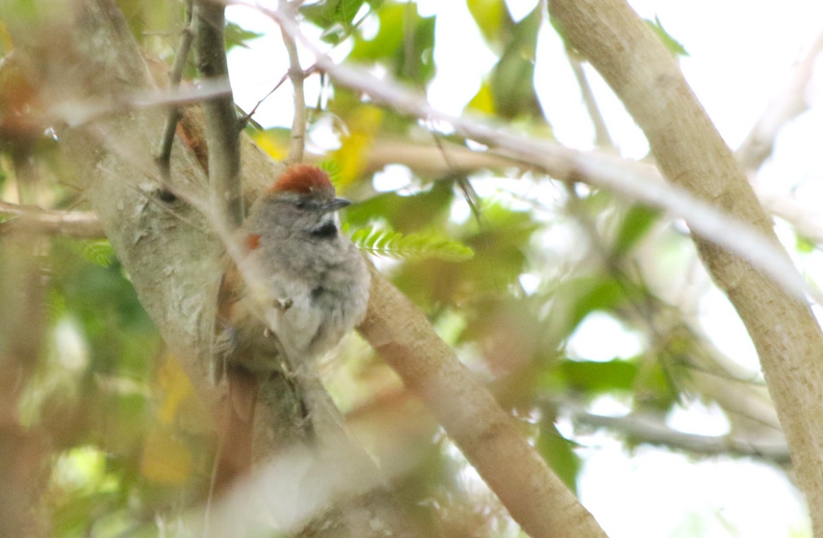 Sooty-fronted Spinetail - ML610706923