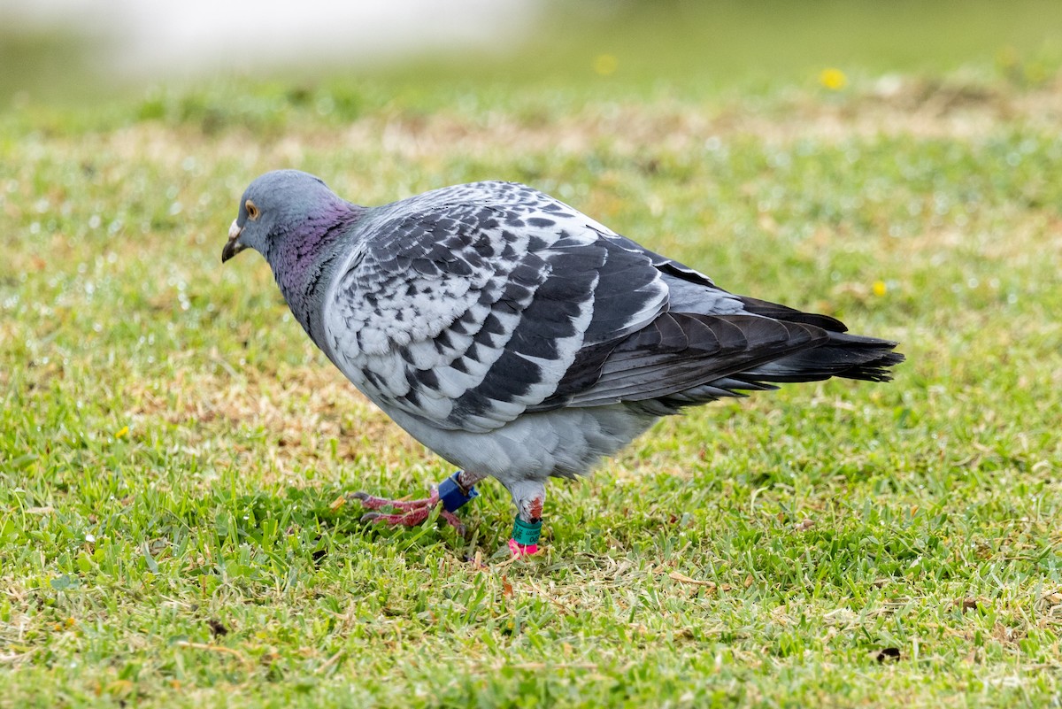 Rock Pigeon (Feral Pigeon) - ML610707013