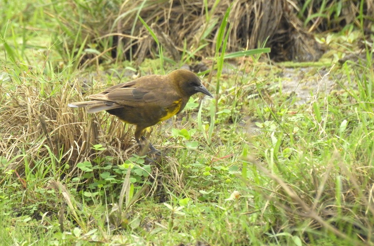 Brown-and-yellow Marshbird - ML610707039