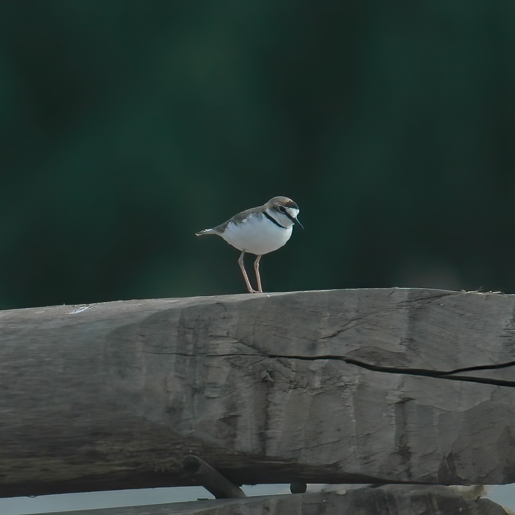 Collared Plover - ML610707278