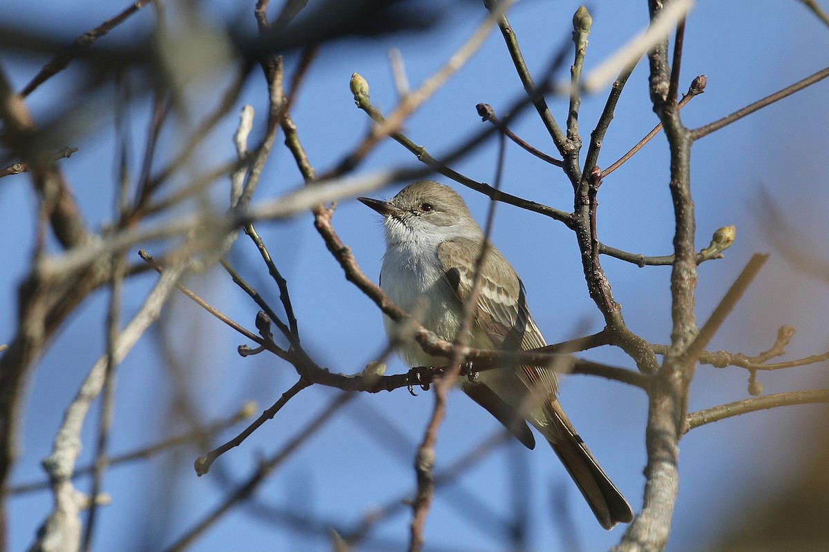 eBird Checklist - 3 Nov 2023 - Halibut Point SP - 29 species