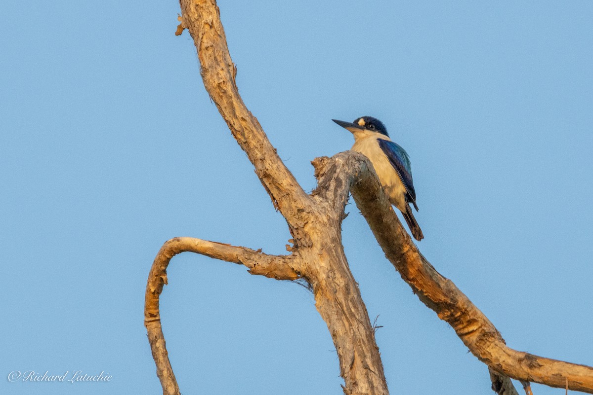Forest Kingfisher - ML610707552