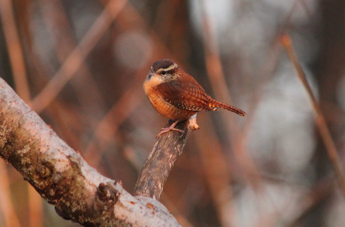eBird Checklist 3 Nov 2023 Kensington MetroparkLivingston Co