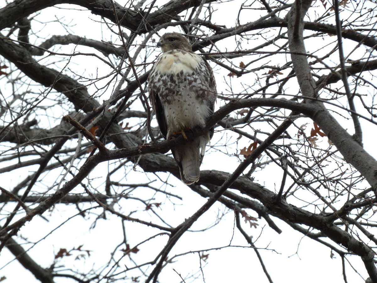 Red-tailed Hawk - ML610707669