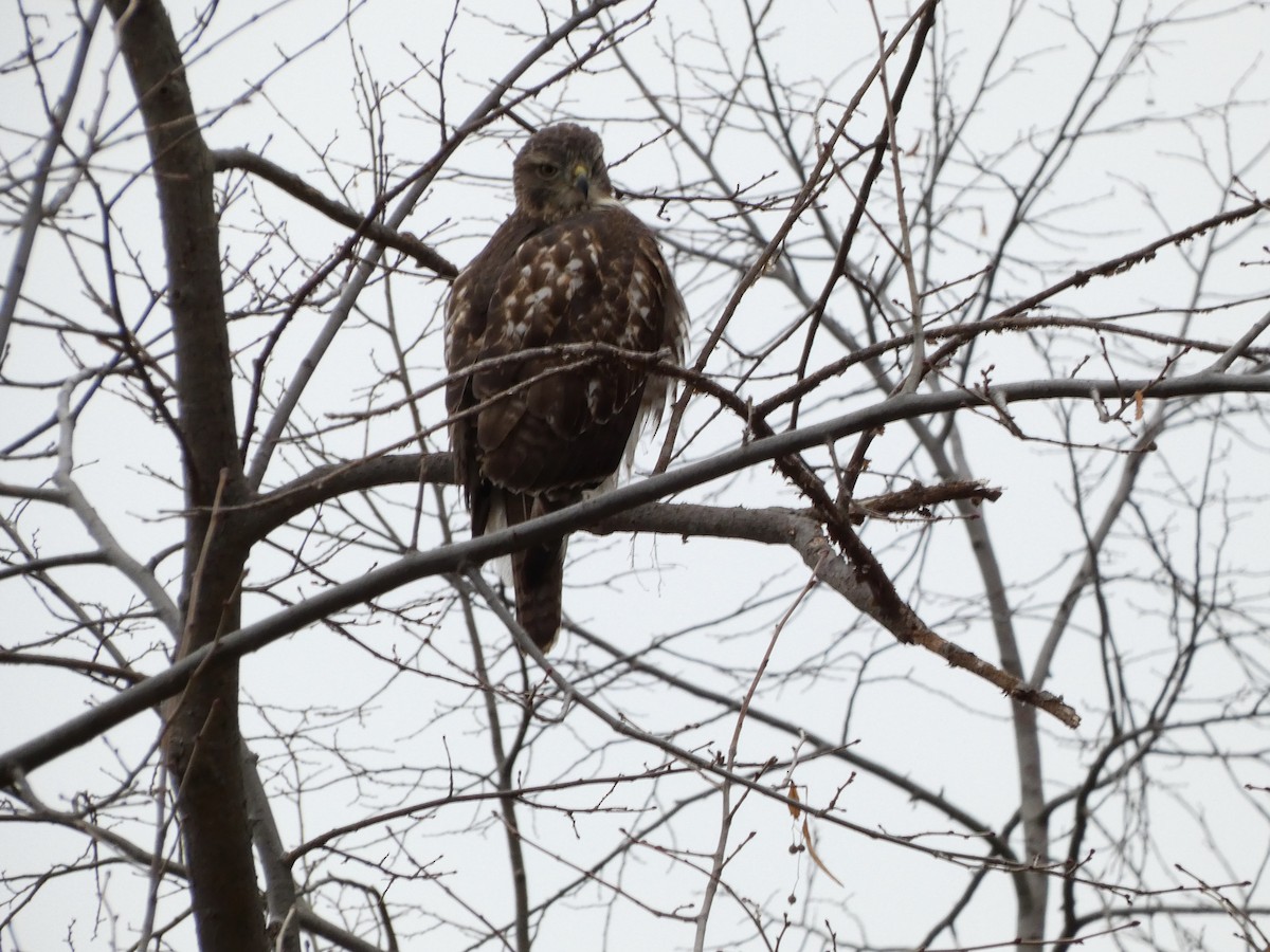 Red-tailed Hawk - ML610707673