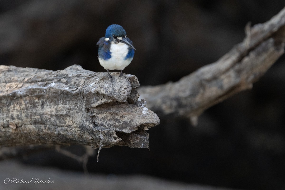Little Kingfisher - Richard Latuchie