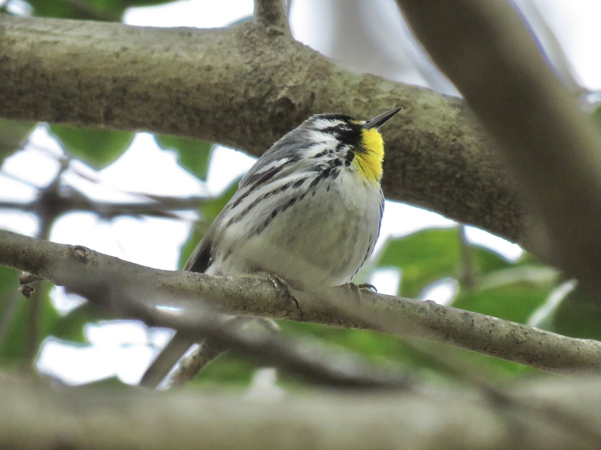 Yellow-throated Warbler - Tim Carney