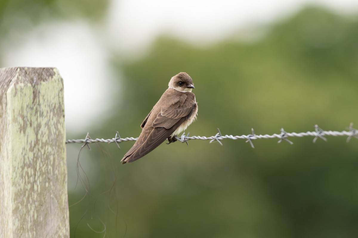 Brown-chested Martin - ML610707997