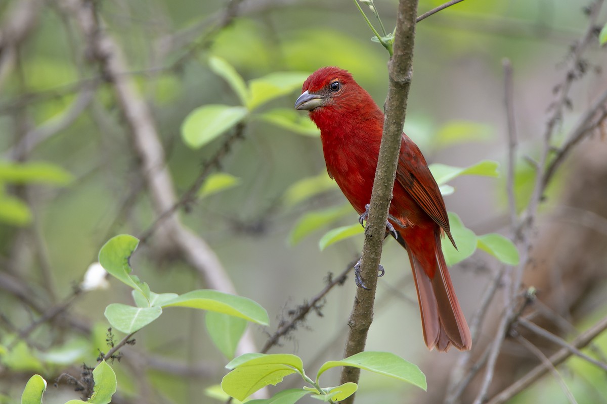 Hepatic Tanager - ML610708078