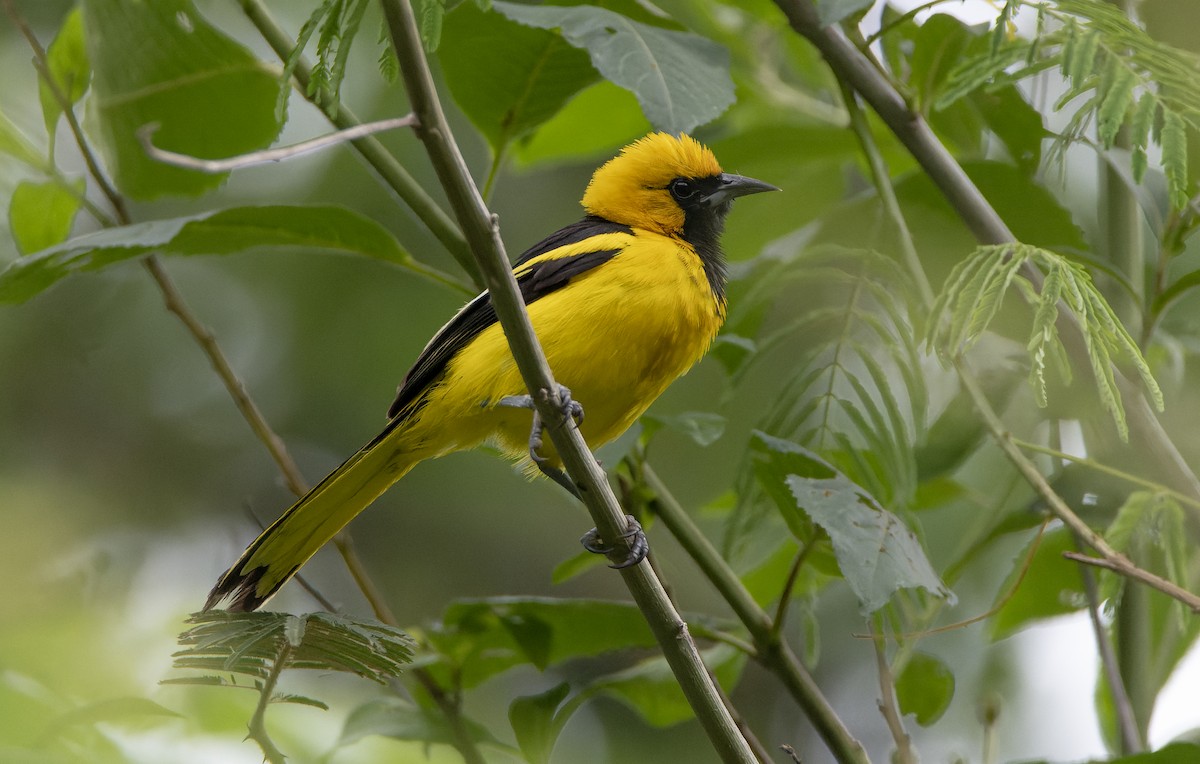 Yellow-tailed Oriole - ML610708808