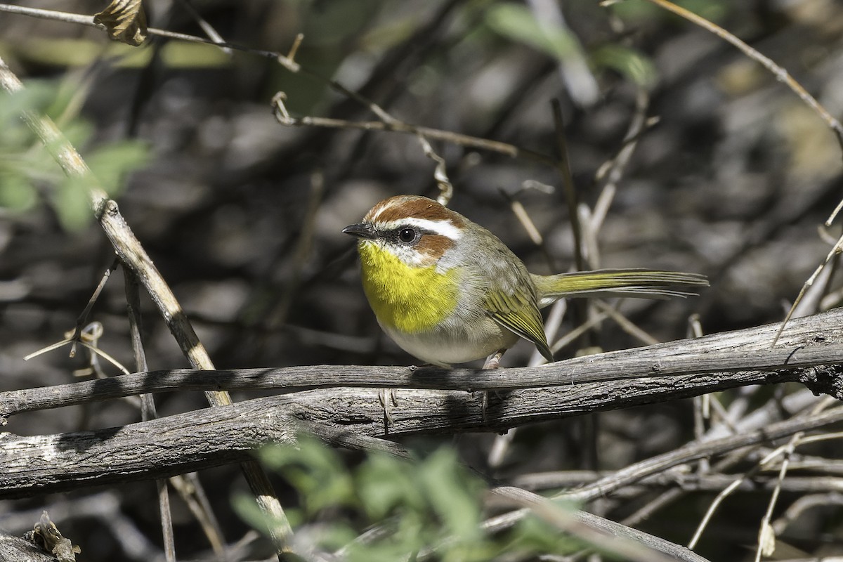 Rufous-capped Warbler - ML610708888