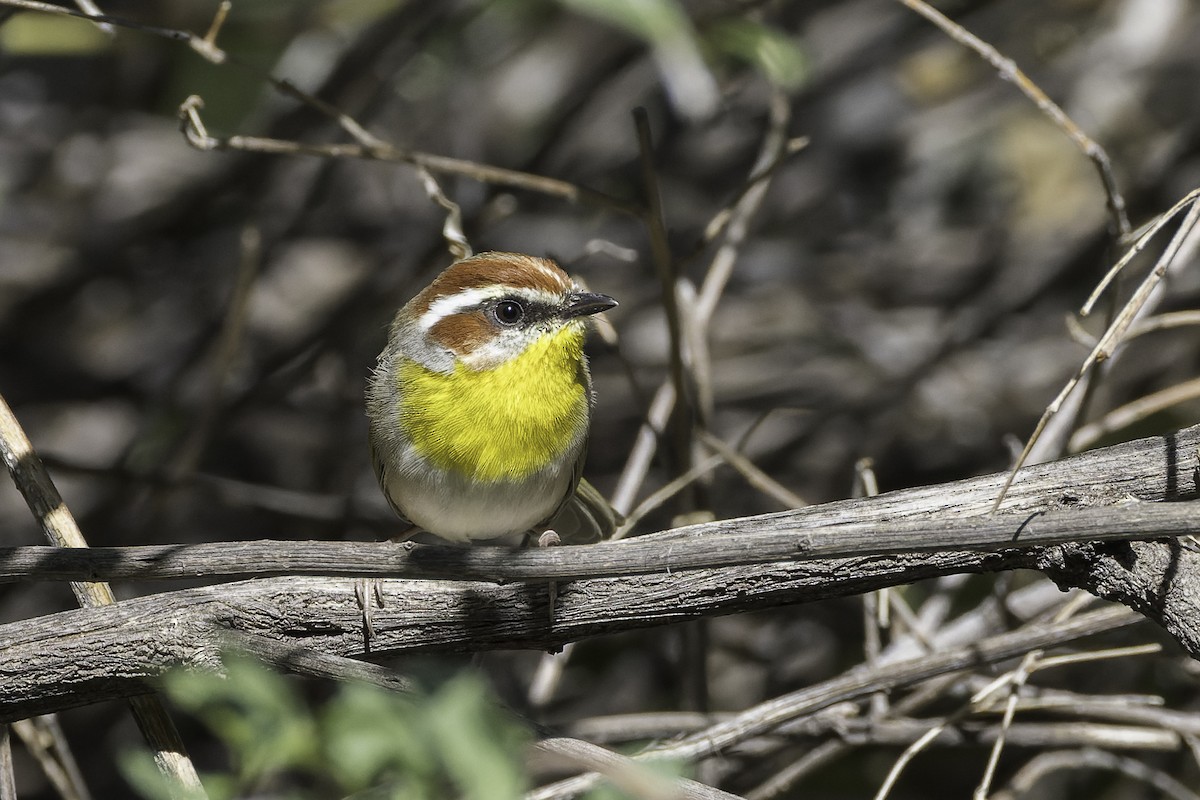 Rufous-capped Warbler - ML610708891