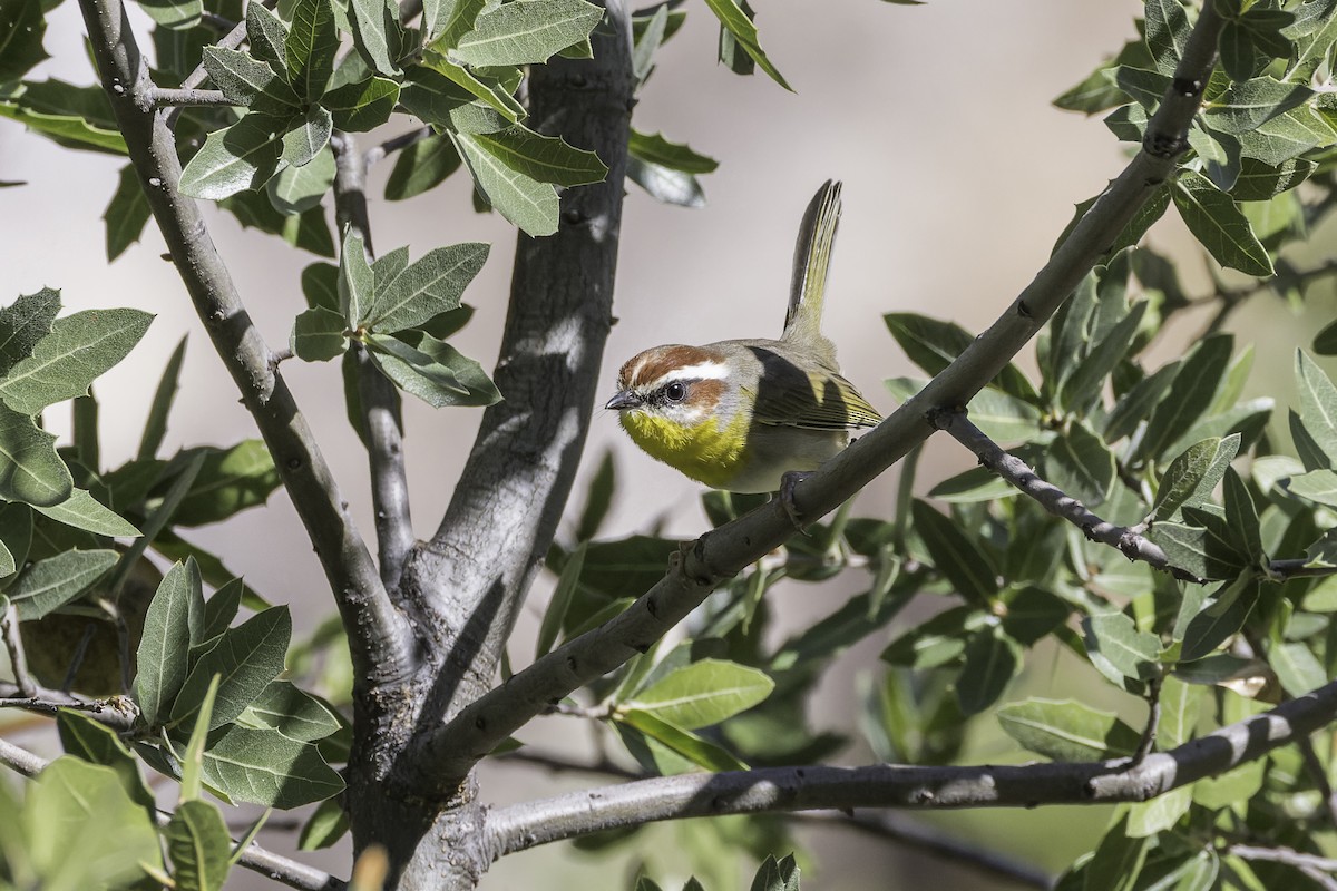 Rufous-capped Warbler - ML610708894