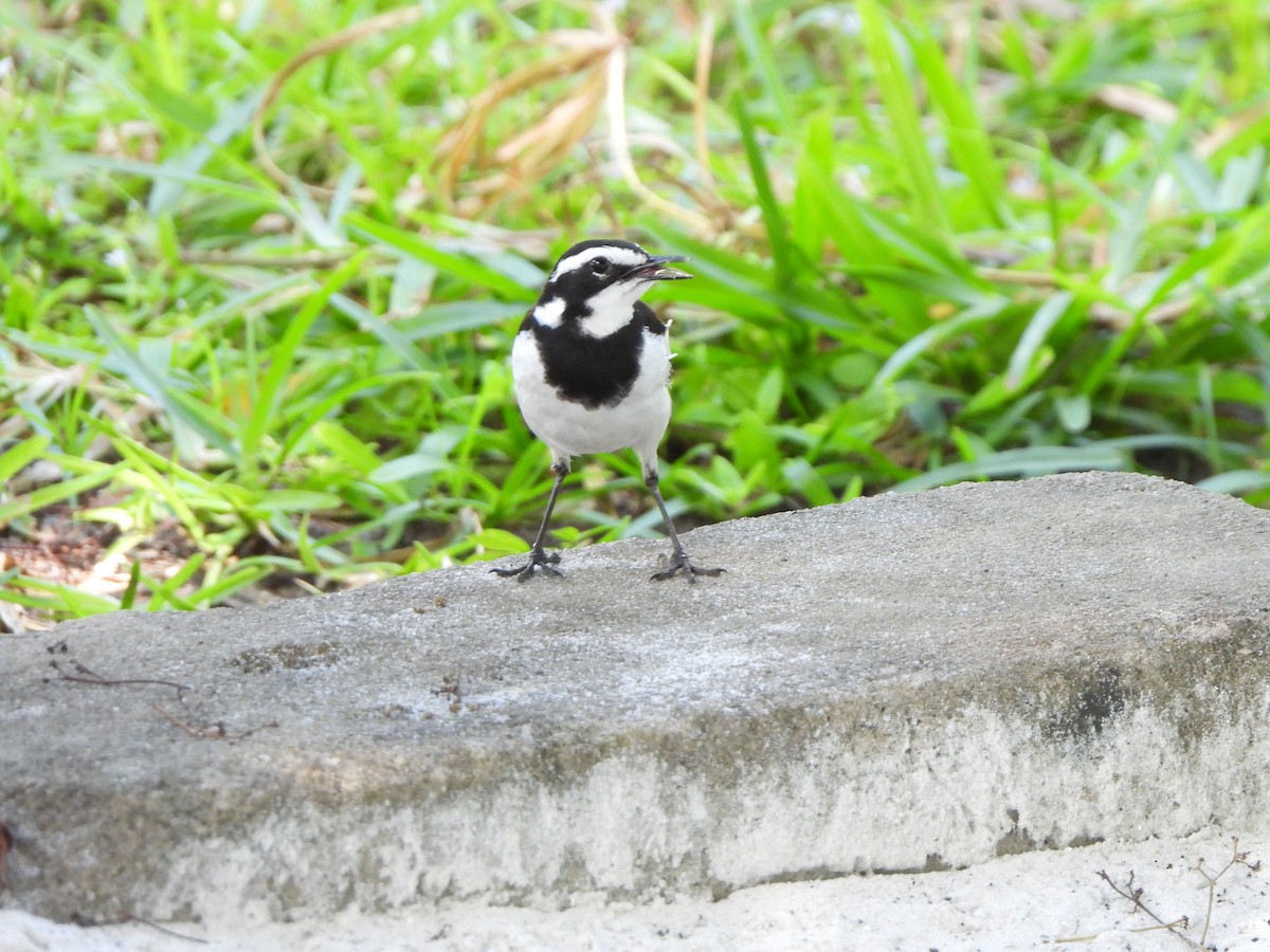 African Pied Wagtail - ML610708954