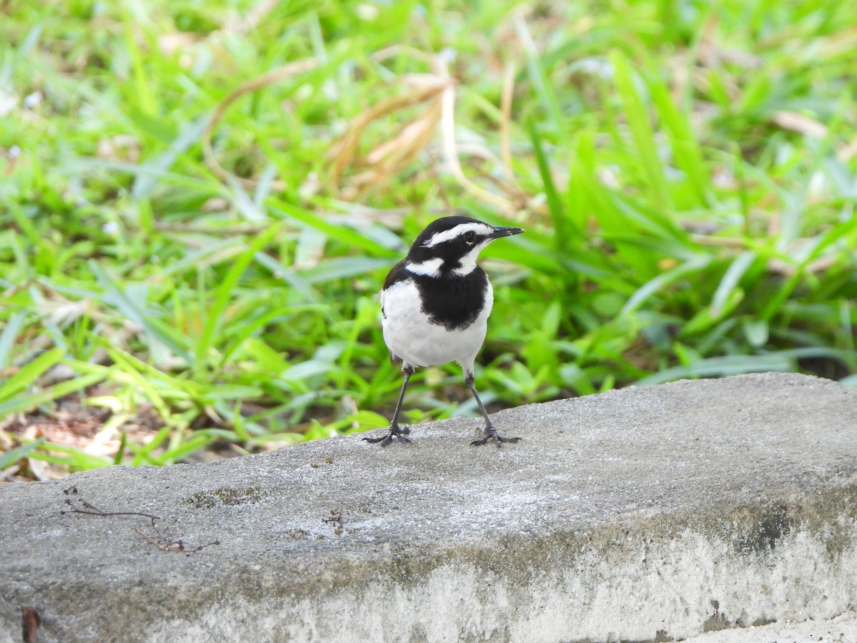 African Pied Wagtail - ML610708955