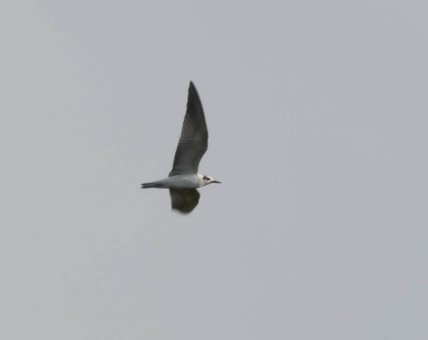 Gull-billed Tern - ML610709183