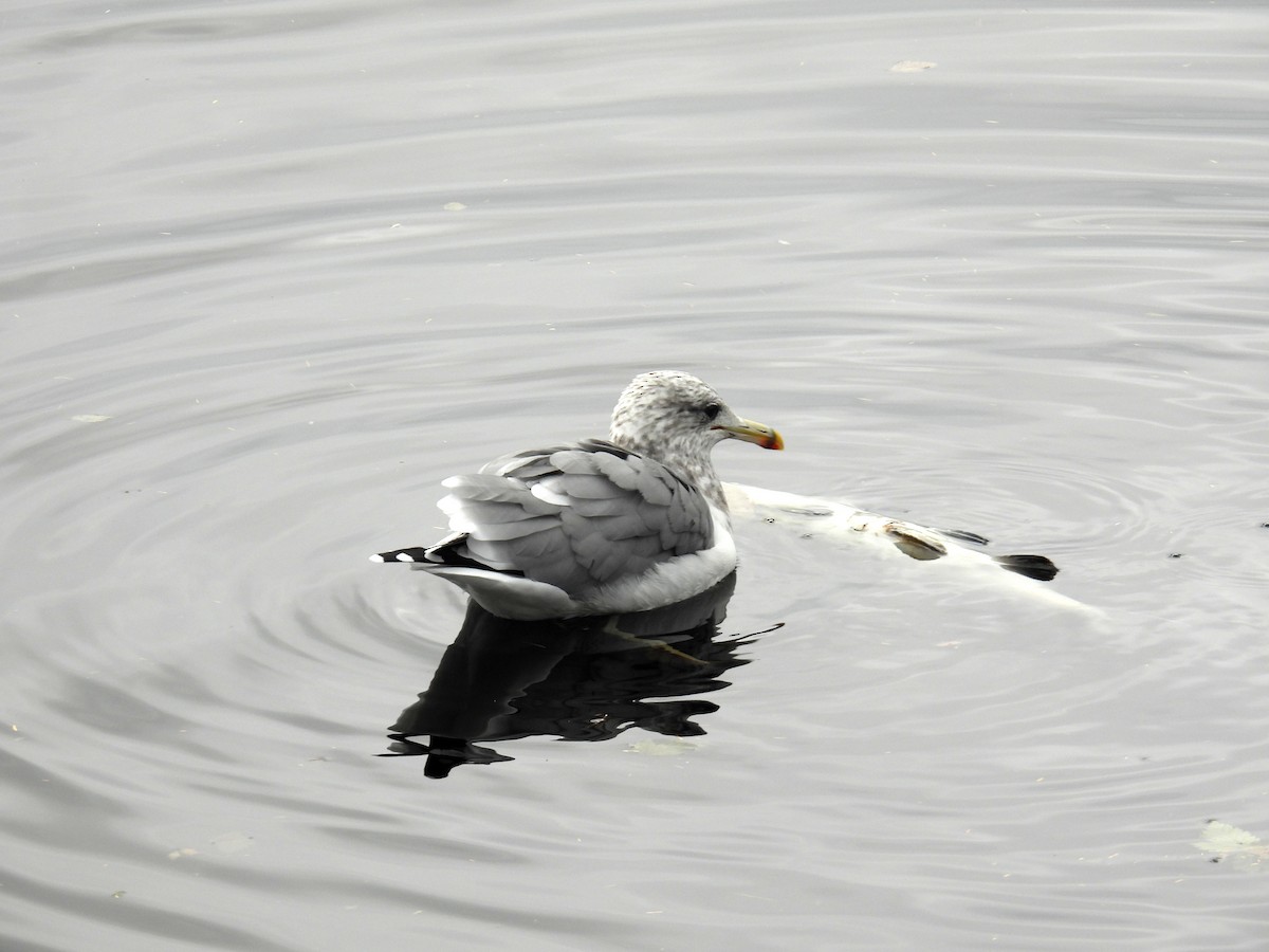 California Gull (californicus) - ML610709367
