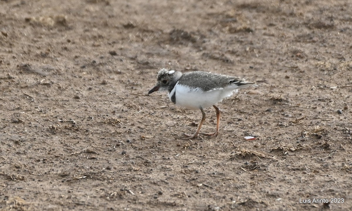 Three-banded Plover - ML610709550