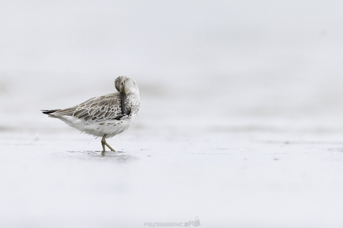 Great Knot - ML610709586