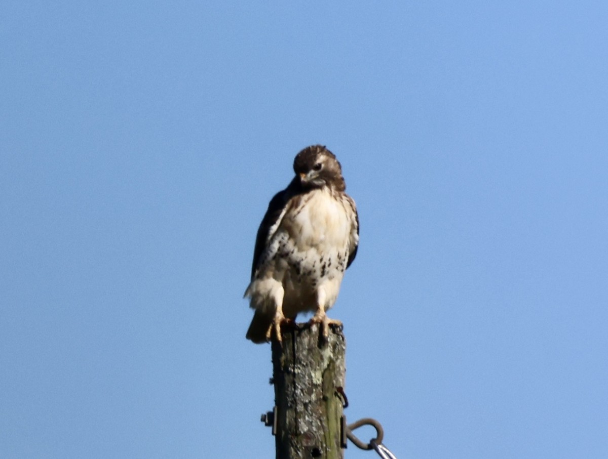 Red-tailed Hawk - Charlie   Nims