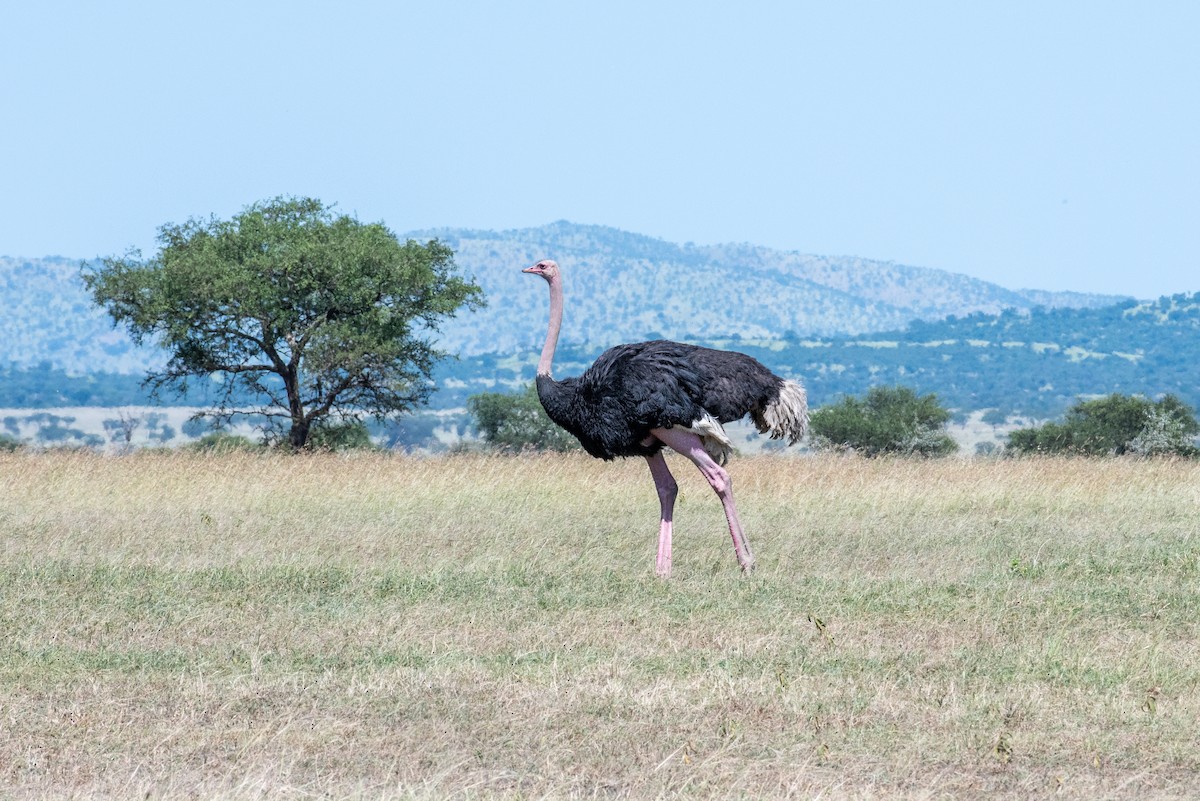 Common Ostrich - Brent Reed