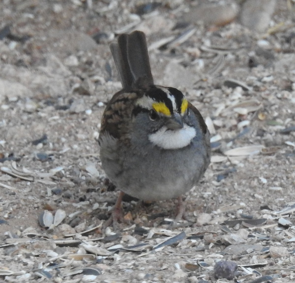 White-throated Sparrow - ML610710504