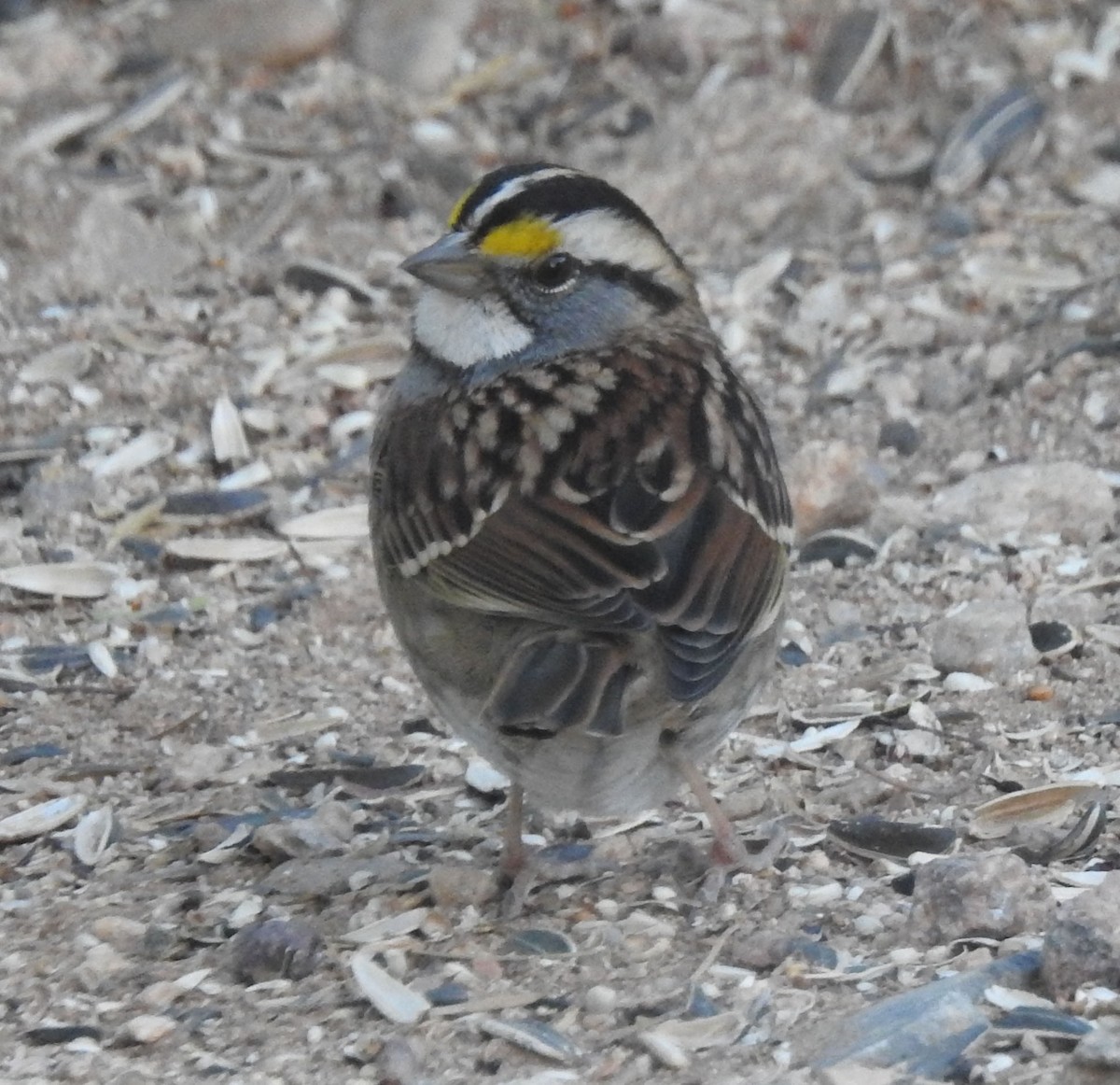 White-throated Sparrow - ML610710505