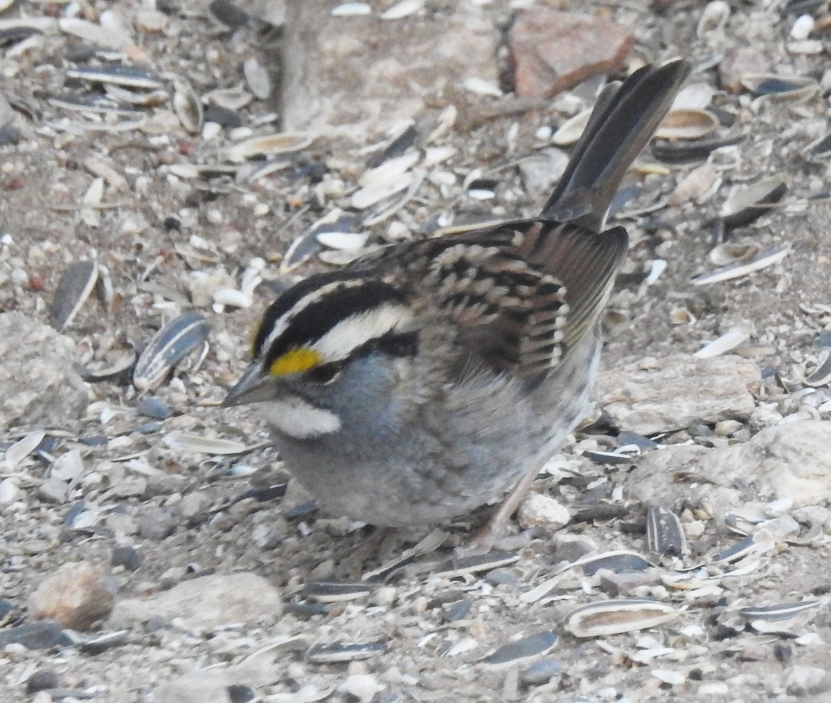 White-throated Sparrow - ML610710506