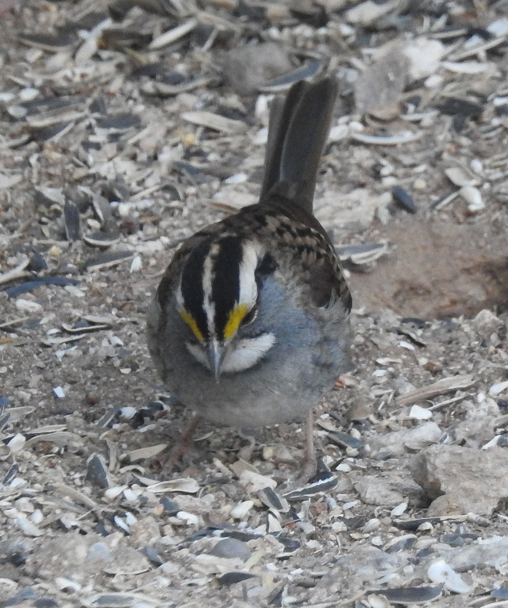 White-throated Sparrow - ML610710508