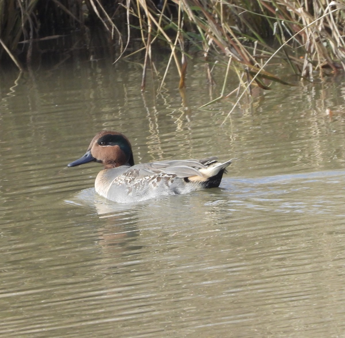 Green-winged Teal - ML610710558