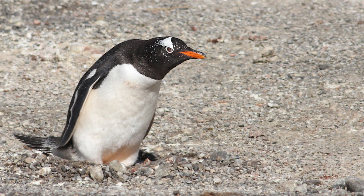 Gentoo Penguin - ML61071061