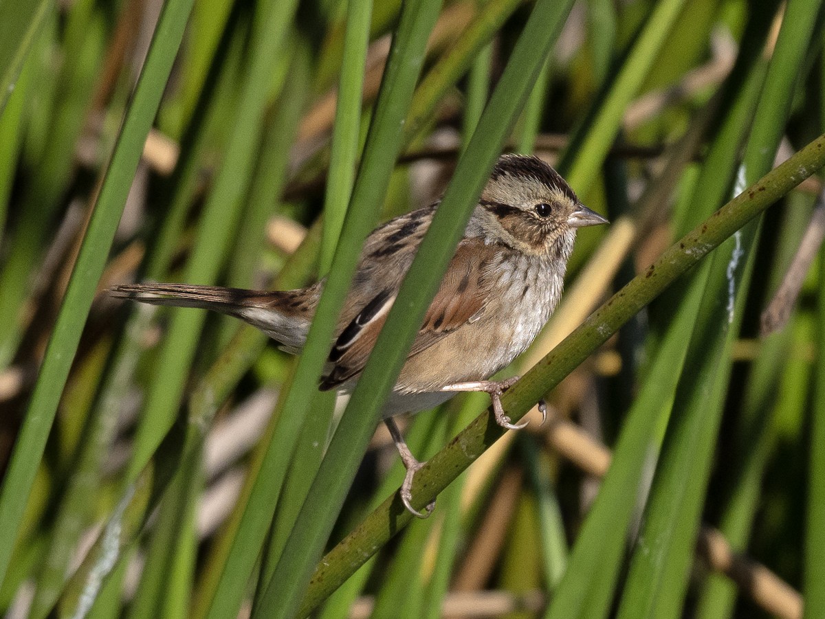 Swamp Sparrow - ML610710692