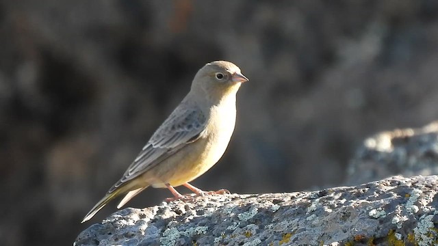 Greater Yellow-Finch - ML610710831