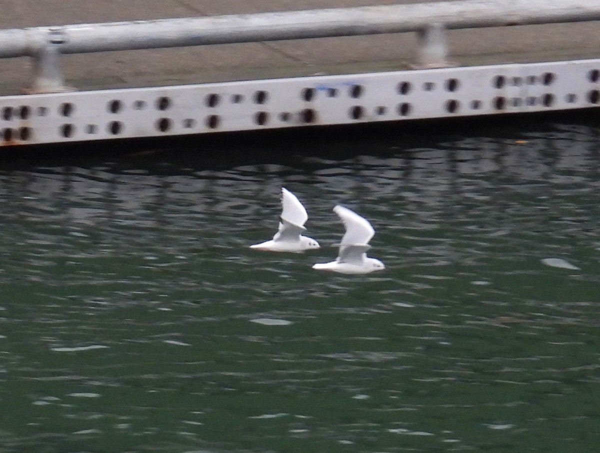 Ebird Checklist Sep Shipwreck Bay Species Other Taxa