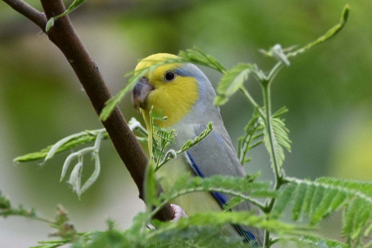 Yellow-faced Parrotlet - ML610711722