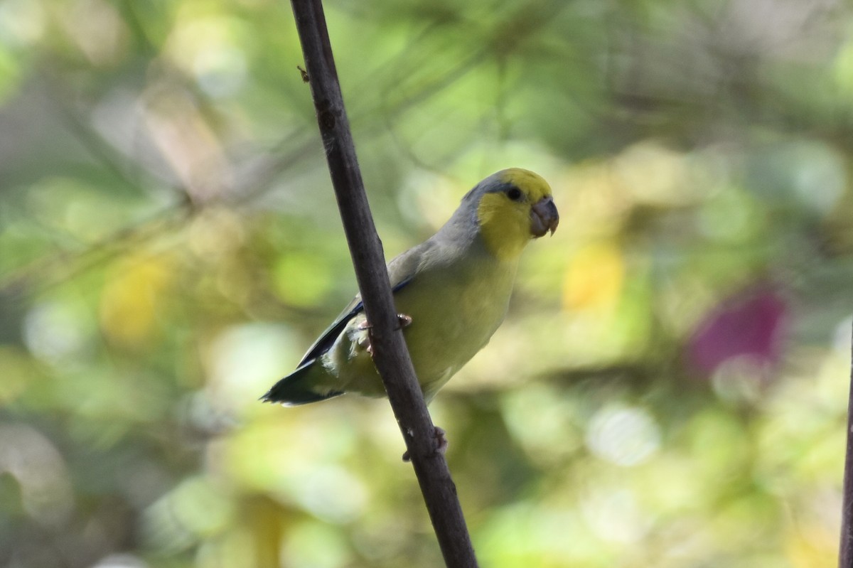 Yellow-faced Parrotlet - ML610711723