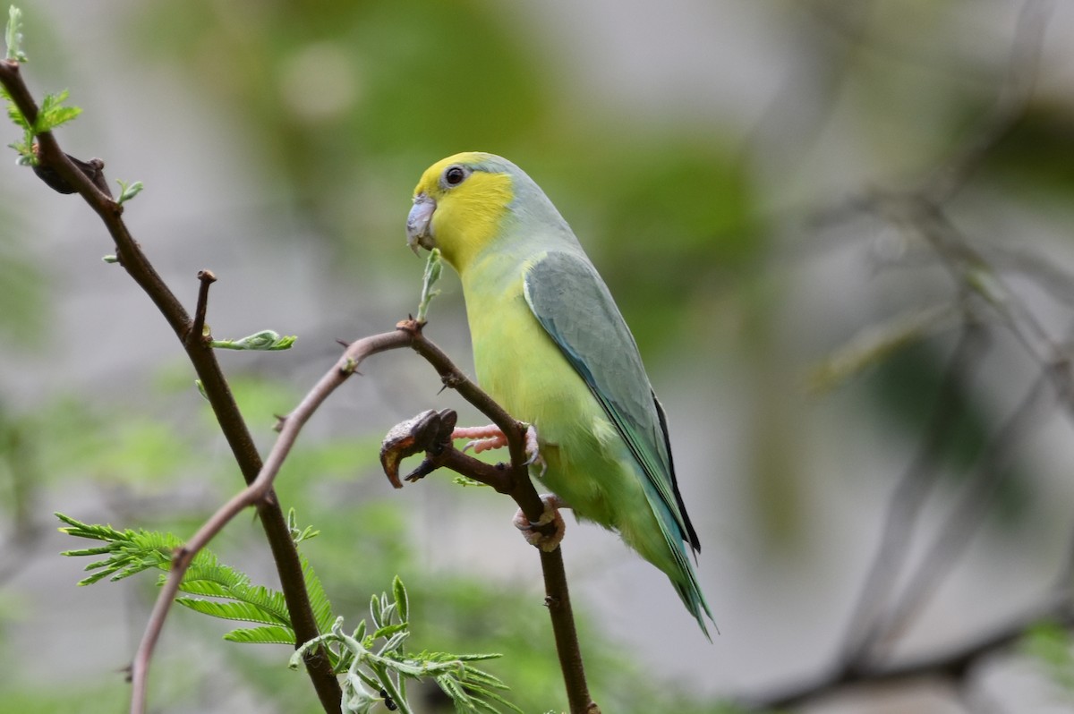 Yellow-faced Parrotlet - ML610711725