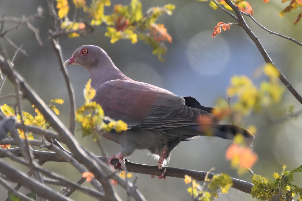 Pigeon du Pérou - ML610711737