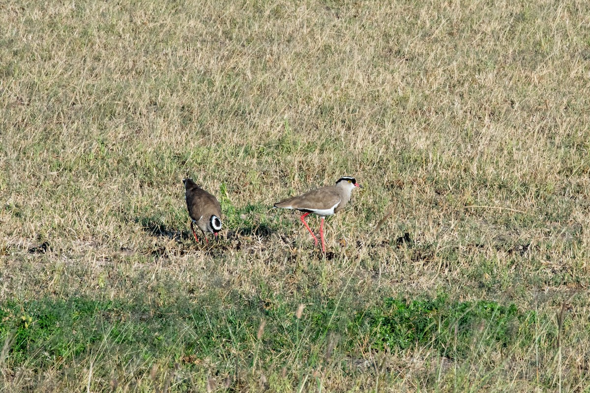 Crowned Lapwing - ML610711766