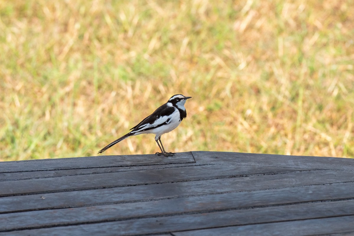 African Pied Wagtail - Brent Reed