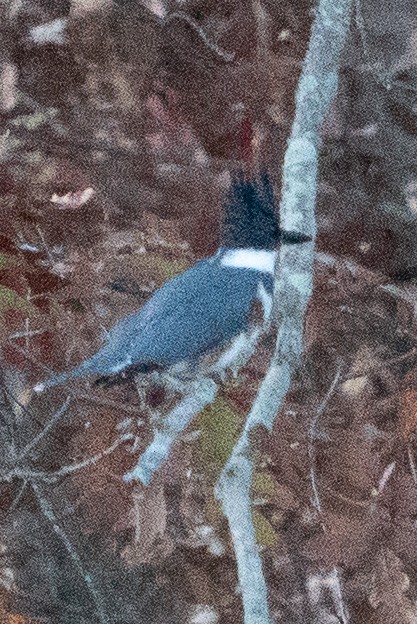 Belted Kingfisher - Keith Lea